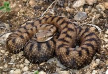 Kaj storiti ob bližnjem srečanju s kačo?