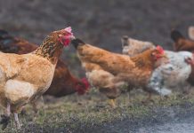 Grozi nova ptičja gripa, ki ubije 38% okuženih