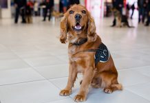 Na Finskem bodo psi odkrivali obolele s COVID-19