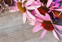 Naročite se na brezplačne A. Vogel nasvete za zdravo življenje in prejmite darilo