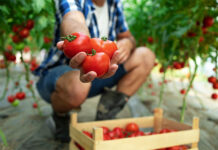 Ko boste spoznali teh 9 koristi, boste želeli uživati več paradižnika Koristi paradižnika